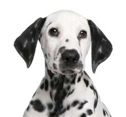 Dalmation