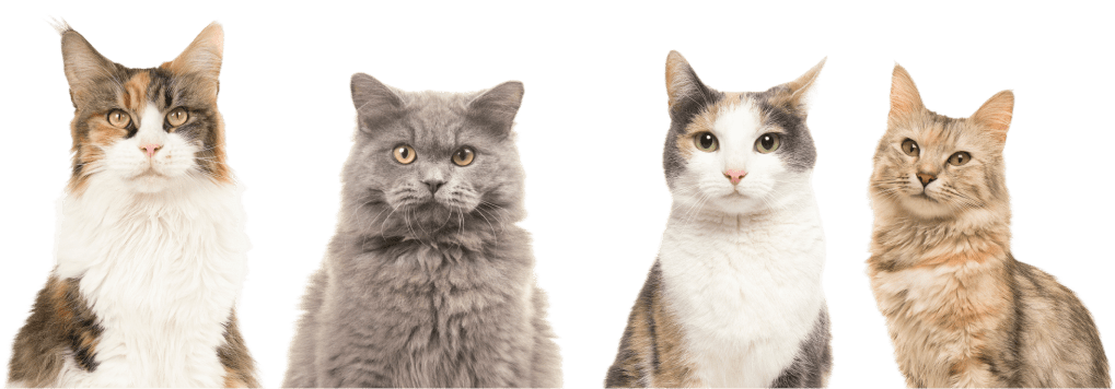 Pet insurer