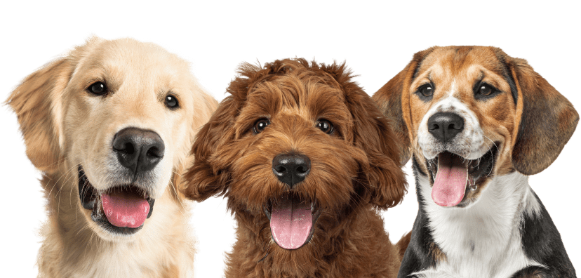 Pet insurer